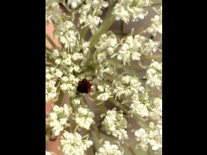 Carotte sauvage(Daucus carota)_5