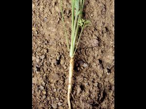 Carotte sauvage(Daucus carota)_7