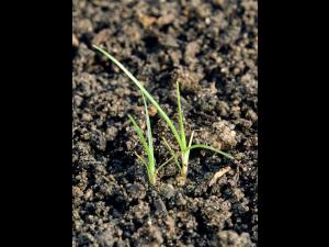 Souchet comestible(Cyperus esculentus)_1