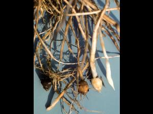 Souchet comestible(Cyperus esculentus)_4