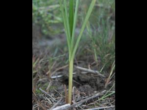 Souchet comestible(Cyperus esculentus)_19