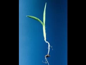 Digitaire astringente(Digitaria ischaemum)_10