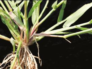 Digitaire astringente(Digitaria ischaemum)_16