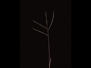 Digitaire astringente(Digitaria ischaemum)_17