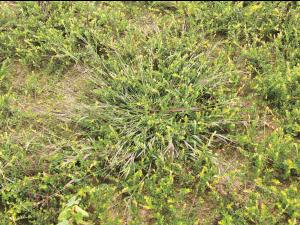 Digitaire astringente(Digitaria ischaemum)_19