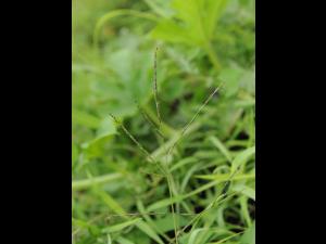 Digitaire astringente(Digitaria ischaemum)_27
