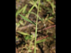 Digitaire sanguine(Digitaria sanguinalis)_23
