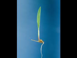 Pied-de-coq(Echinochloa crus-galli)_1