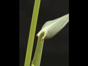 Pied-de-coq(Echinochloa crus-galli)_13