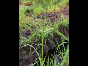 Pied-de-coq(Echinochloa crus-galli)_27