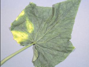 Concombre - paraquat (22)_1