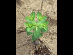 IEuphorbe réveille-matin (Euphorbia helioscopia)_10