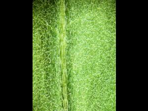 Vélar fausse-giroflée(Erysimum cheiranthoides)_4