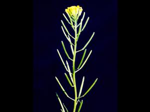 Vélar fausse-giroflée(Erysimum cheiranthoides)_5