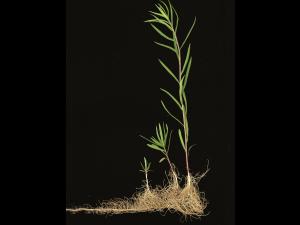 Verge d'or à feuilles de graminée(Euthamia graminifolia)_12