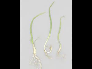 Oignon sec - diméthénamide-P (15)_4