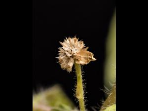 Galinsoga cilié (Galinsoga quadriradiata)_17