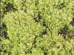 Gnaphale des vases (Gnaphalium uliginosum)_9