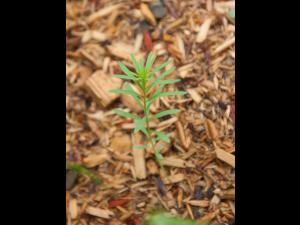Linaire vulgaire (Linaria vulgaris)_10