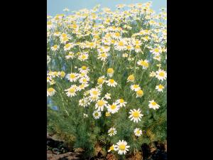 Matricaire inodore (Tripleurospermum inodorum)_2