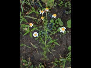 Matricaire inodore (Tripleurospermum inodorum)_14