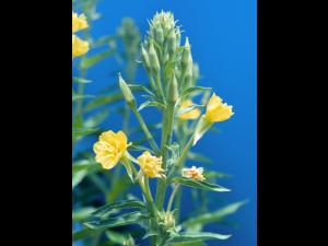 Onagre bisannuelle (Oenothera biennis)_5