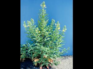 Onagre bisannuelle (Oenothera biennis)_7