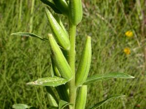 Onagre bisannuelle (Oenothera biennis)_11