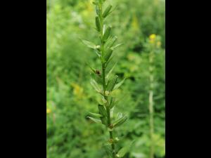 Onagre bisannuelle (Oenothera biennis)_19