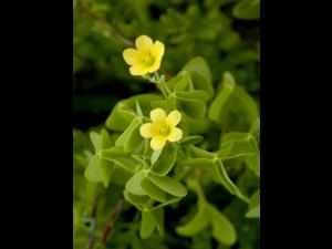 Oxalide Europe (Oxalis stricta)_9