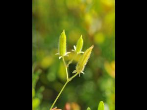 Oxalide Europe (Oxalis stricta)_17