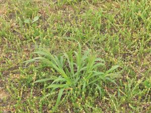 Panic capillaire (Panicum capillare)_8