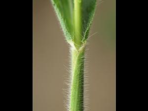 Panic capillaire (Panicum capillare)_9