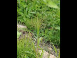 Panic capillaire (Panicum capillare)_18