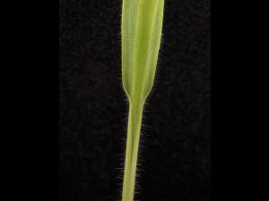Panic millet (Panicum miliaceum)_12