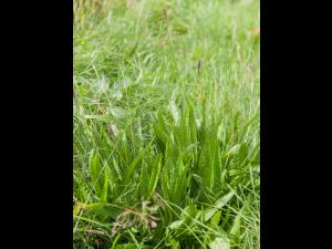 Plantain lancéolé (Plantago lanceolata)_10