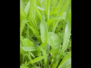 Plantain lancéolé (Plantago lanceolata)_12
