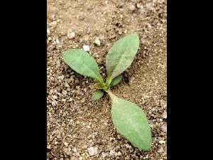 Plantain majeur (Plantago major)_1