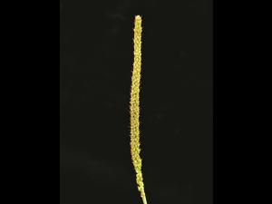 Plantain majeur (Plantago major)_9