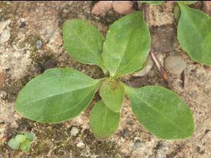 Plantain majeur (Plantago major)_11