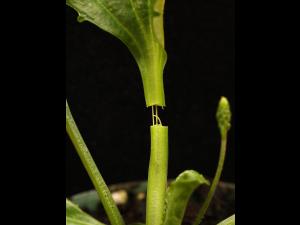 Plantain majeur (Plantago major)_19