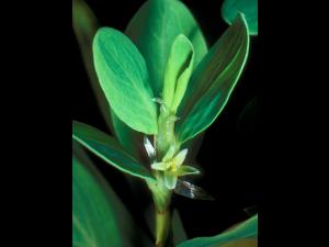 Renouée coriace (Polygonum achoreum)_3