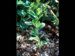 Renouée coriace (Polygonum achoreum)_6