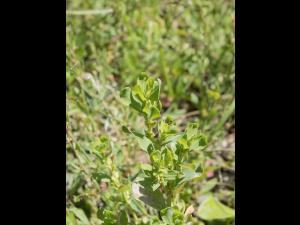Renouée coriace (Polygonum achoreum)_8