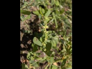 Renouée coriace (Polygonum achoreum)_9