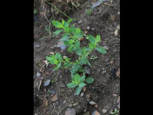 Renouée coriace (Polygonum achoreum)_17