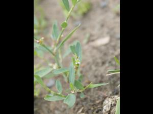 Renouée oiseaux (Polygonum aviculare)_11