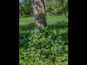 Renouée liseron (Fallopia convolvulus)_6