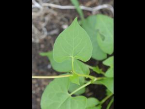 Renouée liseron (Fallopia convolvulus)_13