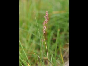 Renouée liseron (Fallopia convolvulus)_16